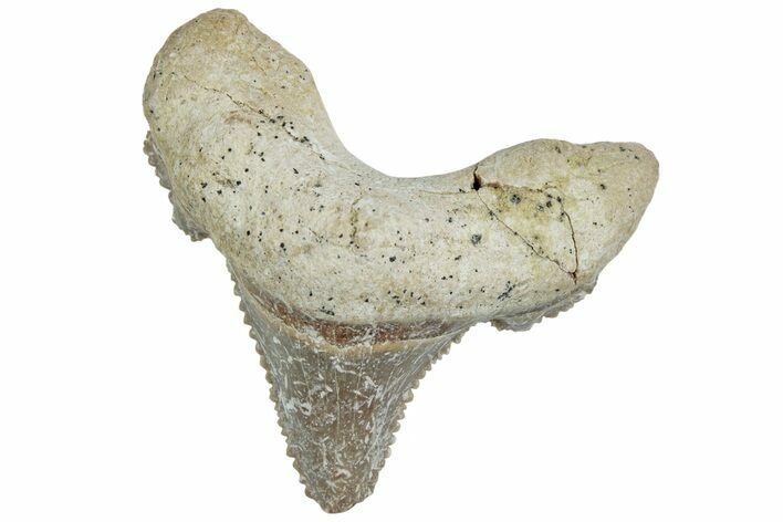 Serrated Sokolovi (Auriculatus) Shark Tooth - Dakhla, Morocco #225240